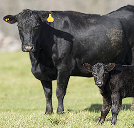 black Angus cow and calf in field