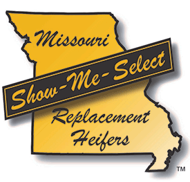 replacement heifer regional sales mu extension replacement heifer regional sales mu