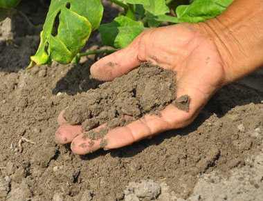 Hand holding soil in a crop field