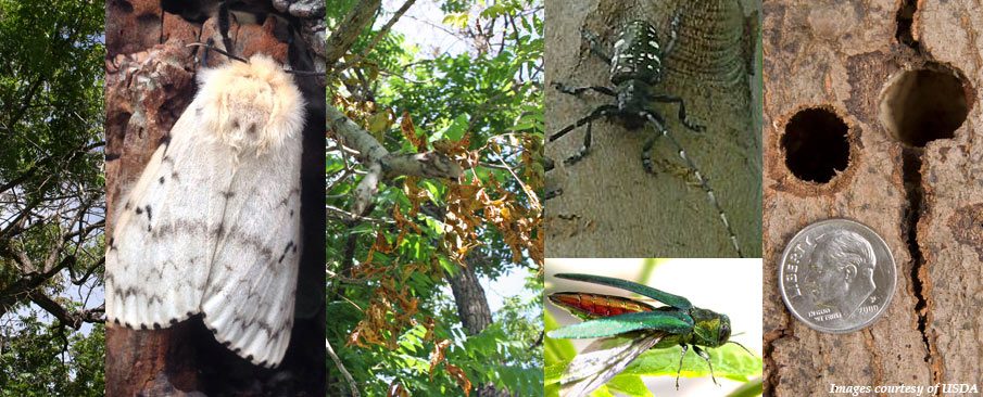 collage of tree pests and trees