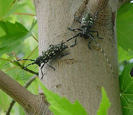 insects on tree