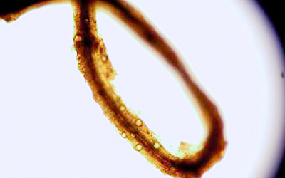 pythium root rot