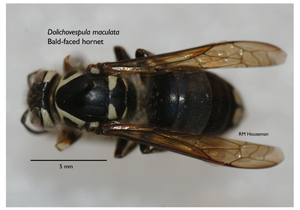 Bald-faced hornet