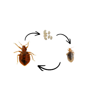 bedbug lifecycle