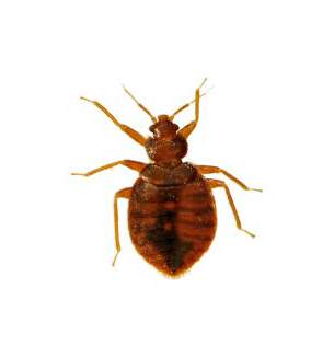 bedbug