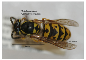 German yellowjacket wasp</