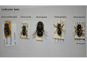 Leafcutter bees