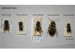 Leafcutter bees