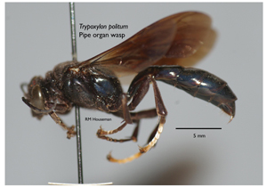 Pipe organ wasp