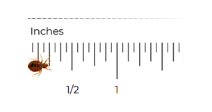 bedbug scale