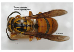 Southern yellowjacket wasp