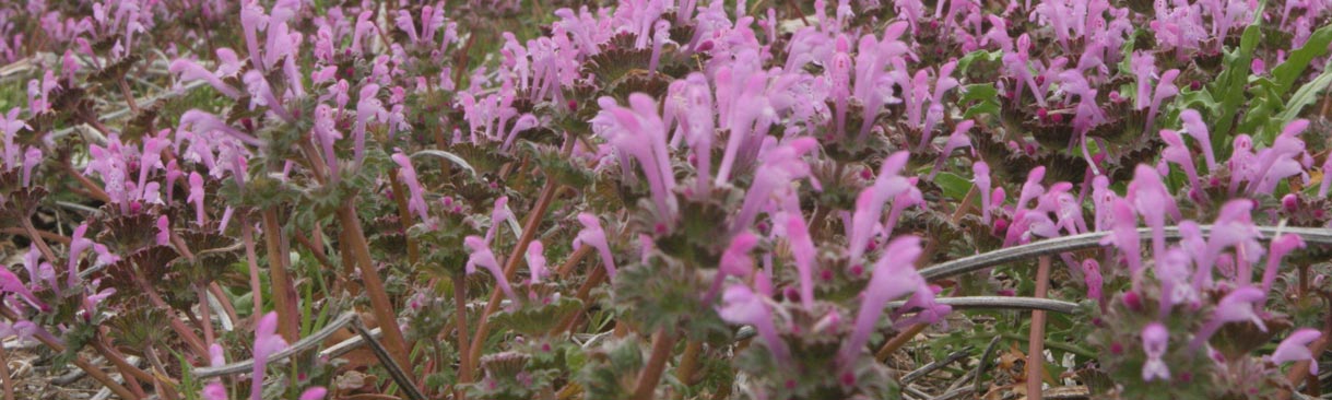 A field infested with henbit.