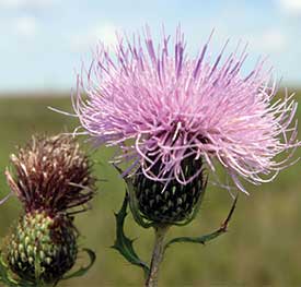 A tall thistle flower and bud
