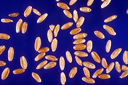 Link to description of durum wheat seeds.