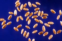 Link to description of hard red winter wheat seeds.