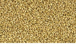 Link to description of hard white wheat seeds.