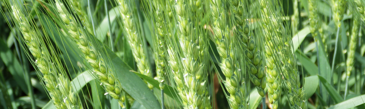 Grain growing in a field.