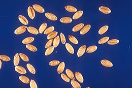 Link to description of soft red winter wheat seeds