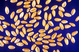 Link to description of soft white wheat seeds.
