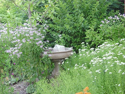 birdbath by vegetation cover