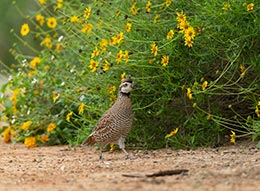 Bobwhite quail walking outdoors past yellow flowers