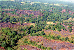 Aerial view of early-successional vegetation that benefits wildlife