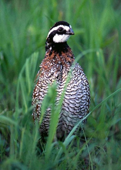 Close-up of a bobwhite quail