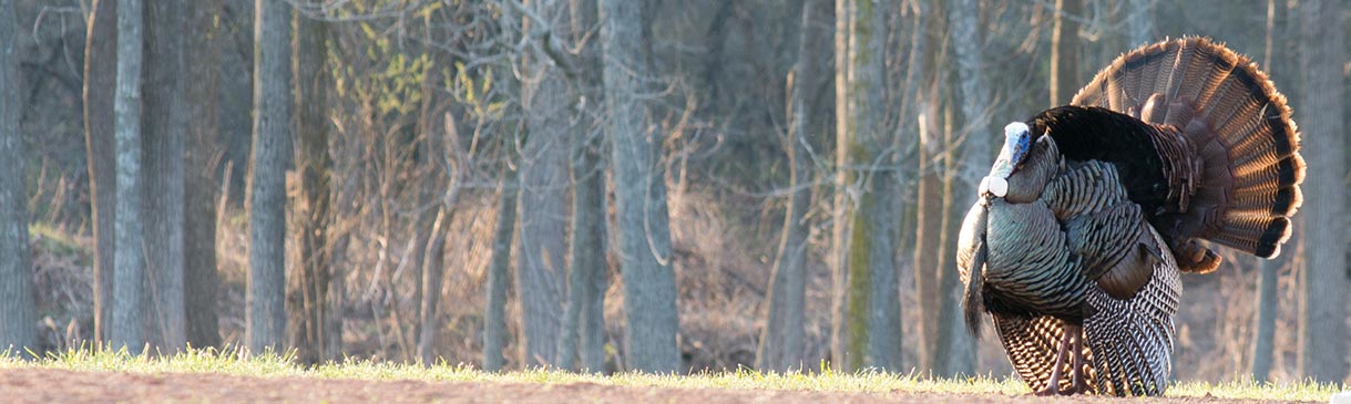 Whitetail deer and wild turkeys sharing a habitat