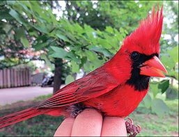 Close-up of a Northern Cardinal songbird on a person's hand in front of a backyard fence