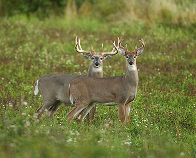 Two white-tailed deer in a field