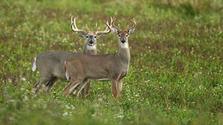 Two white-tailed deer standing side by side in a field