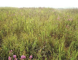 Forbs and legumes established with stands of native warm-season grasses 