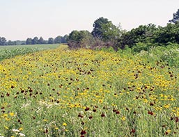 A field border composed of native forbs and warm-season grasses established next to a corn field