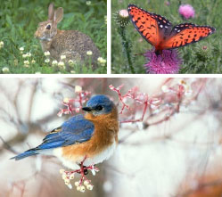 Close-ups going clockwise of a rabbit in a field, a butterfly on a flower and an eastern bluebird in a flowering tree