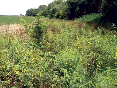 Ragweeds and partridge pea in field borders that support wildlife