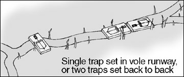 How to trap a vole