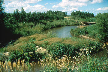 Riparian forest buffers