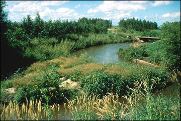 Riparian buffer