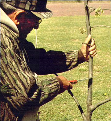 Bark graft