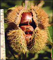 A dehiscing burr of the 'Qing' cultivar. The nut in the middle position
