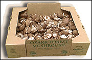 A case of shiitake mushrooms