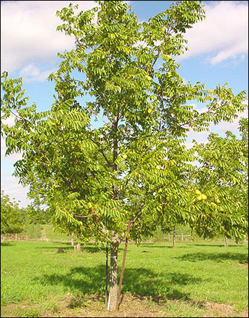 Black walnut tree