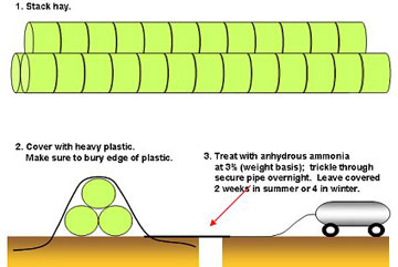 Ammoniation process