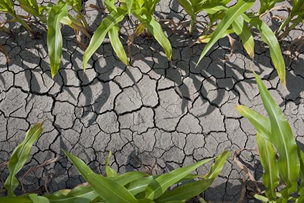 Corn that is drought stressed.