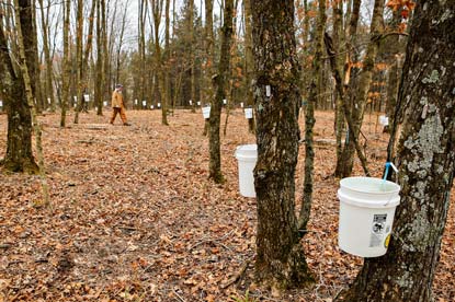 Maple syrup producer checking on small cluster of trees that have been tapped for sap.