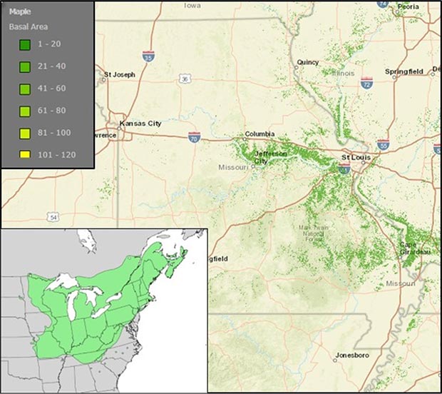 Map of Missouri maple tree distribution, with inset map of maple tree distribution across the Midwest and Northeast United States.