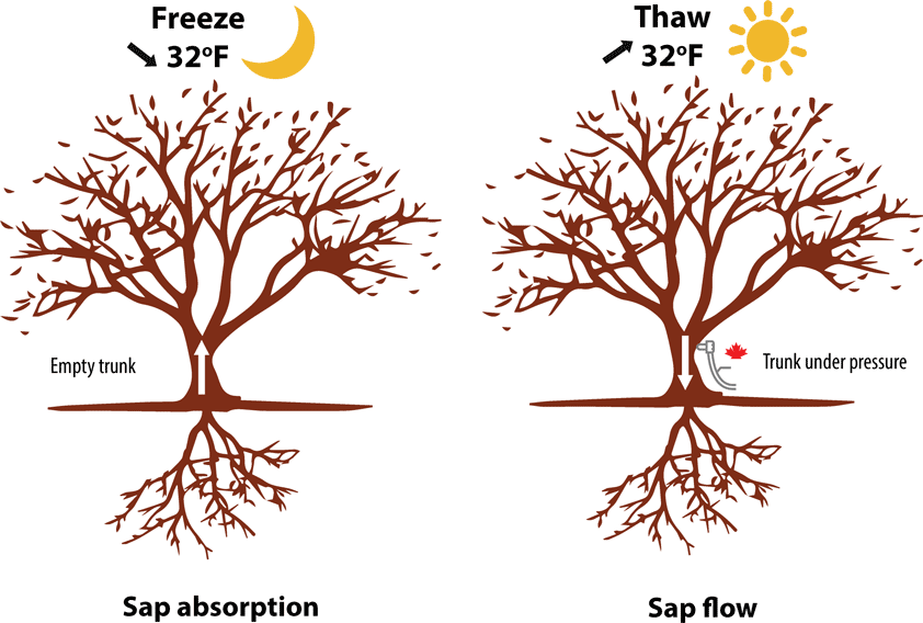 Diagram of sap flow for maple trees in early winter, with indications for sap absorption in evenings and sap flow in daytime.