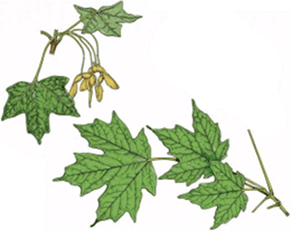 Maple leaf illustration.
