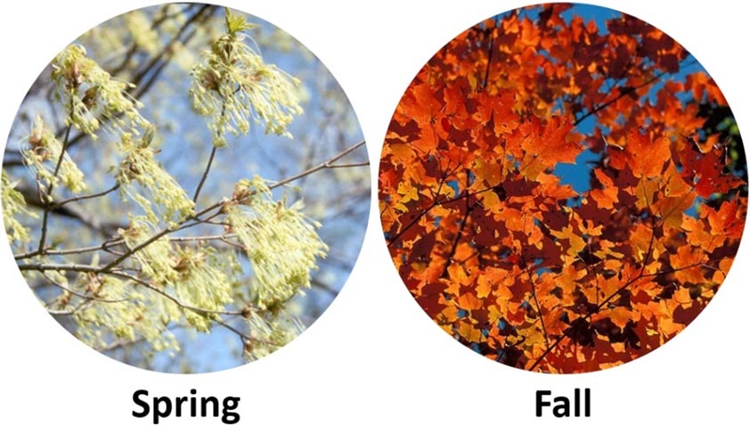 Maple leaves in the spring and fall seasons.