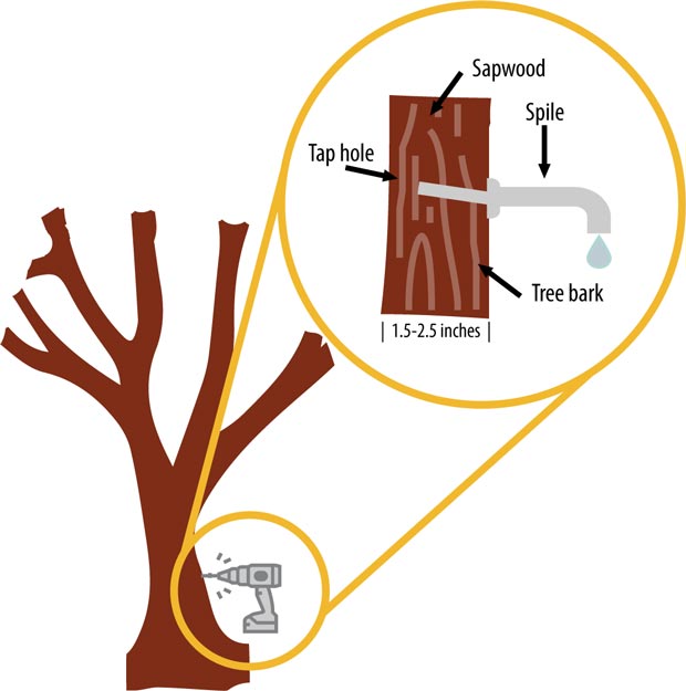 Maple tree illustration with inset diagram depicting tree tapping and spile insertion.